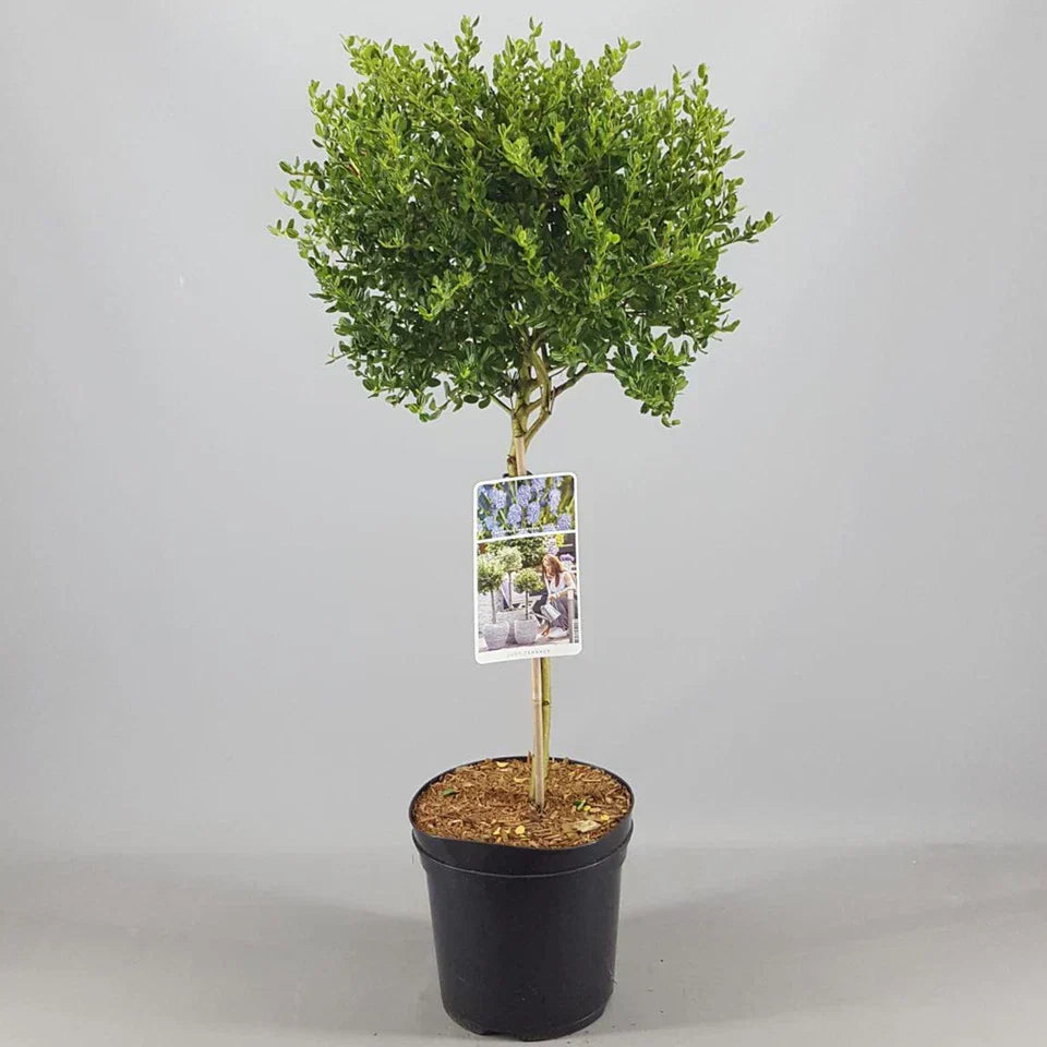 Ceanothus Victoria California Lilac Tree – 70–80 cm — alternate product view 2