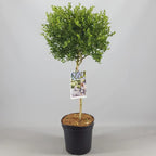 Ceanothus Victoria California Lilac Tree – 70–80 cm — alternate product view 2