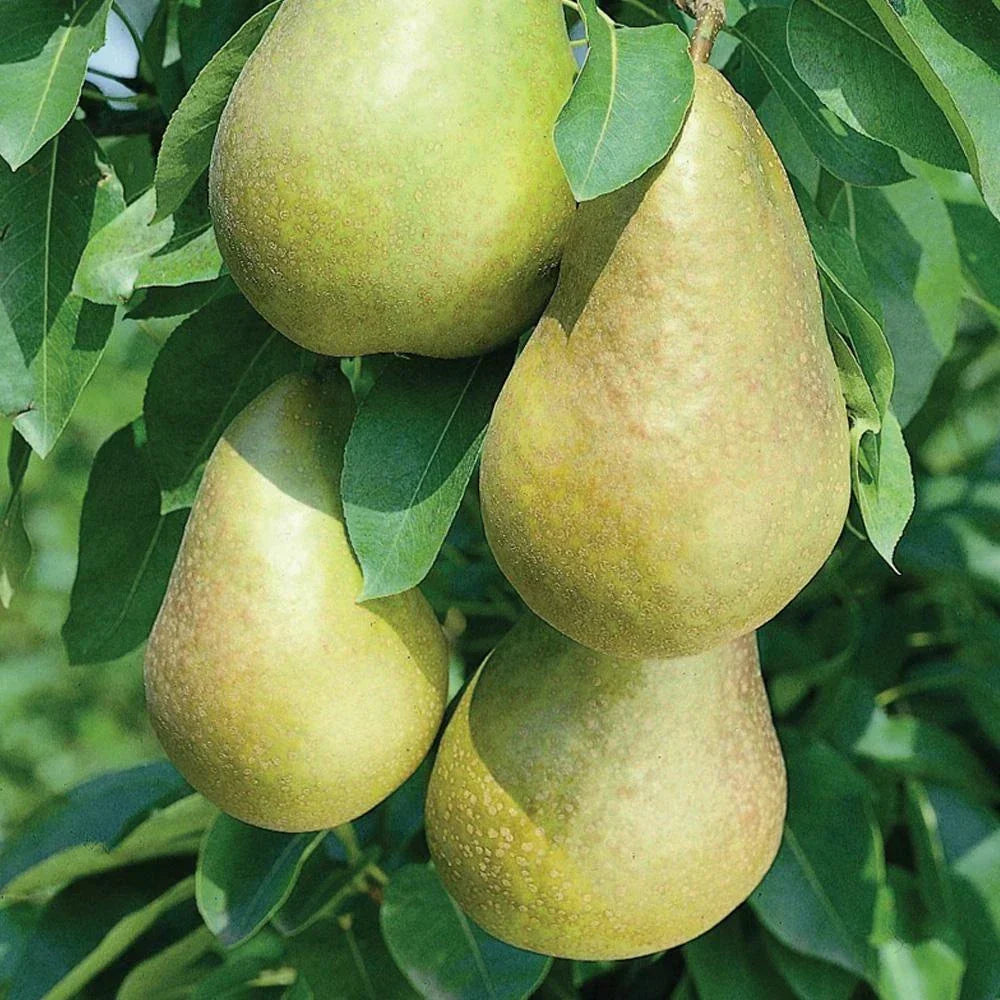 Mini Fruit Tree Patio Garden Plant Apples Pears Cherries Plums 9cm Potted — alternate product view 12