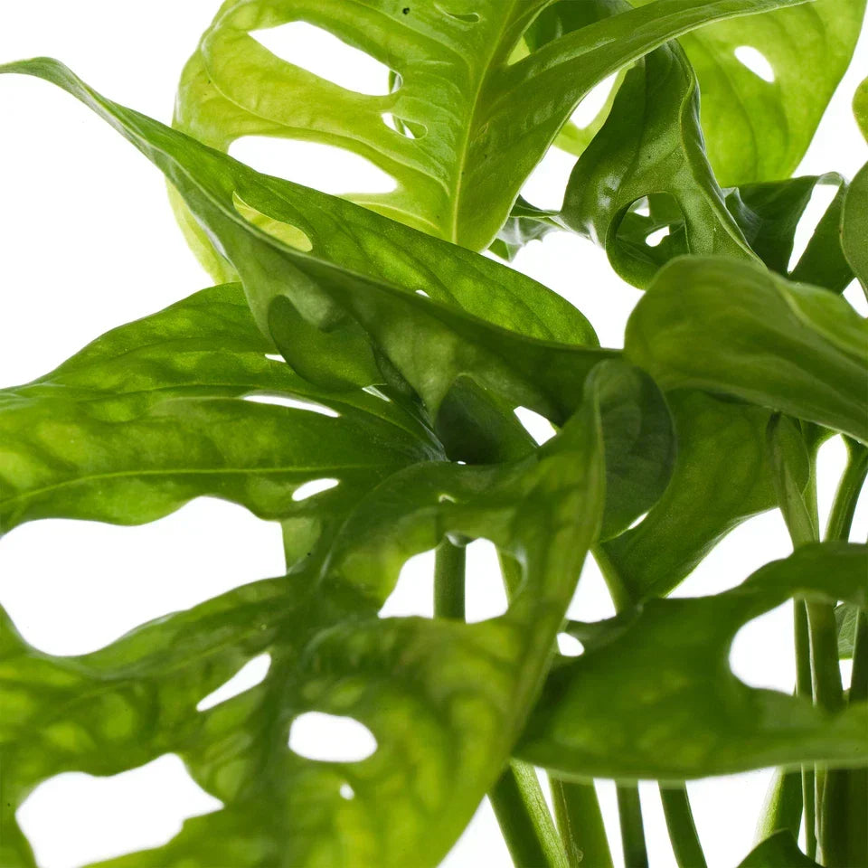Vibrant Monstera Obliqua Monkey Leaf Indoor Potted Houseplant 20-30cm with Pot — alternate product view 4