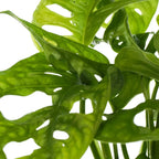 Vibrant Monstera Obliqua Monkey Leaf Indoor Potted Houseplant 20-30cm with Pot — alternate product view 4