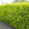 10X Leylandii Gold — Evergreen Conifer Hedging 30-60CM — main product view