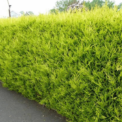 10X Leylandii Gold — Evergreen Conifer Hedging 30-60CM — main product view