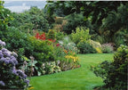 5 x Mixed Established Garden Shrubs In 9cm Pots — alternate product view 2