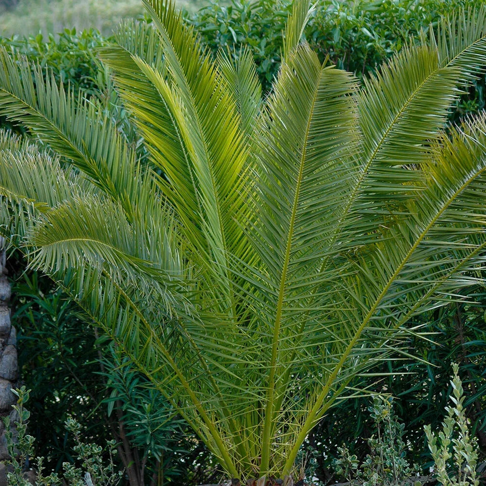 Pair of Hardy Phoenix Palm Canariensis Exotic Trees 60-80cm Tall in a 14cm Pot — alternate product view 3