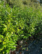 10x 6-7ft INSTANT Hedge Cherry Laurel Healthy Established Evergreen — alternate product view 2