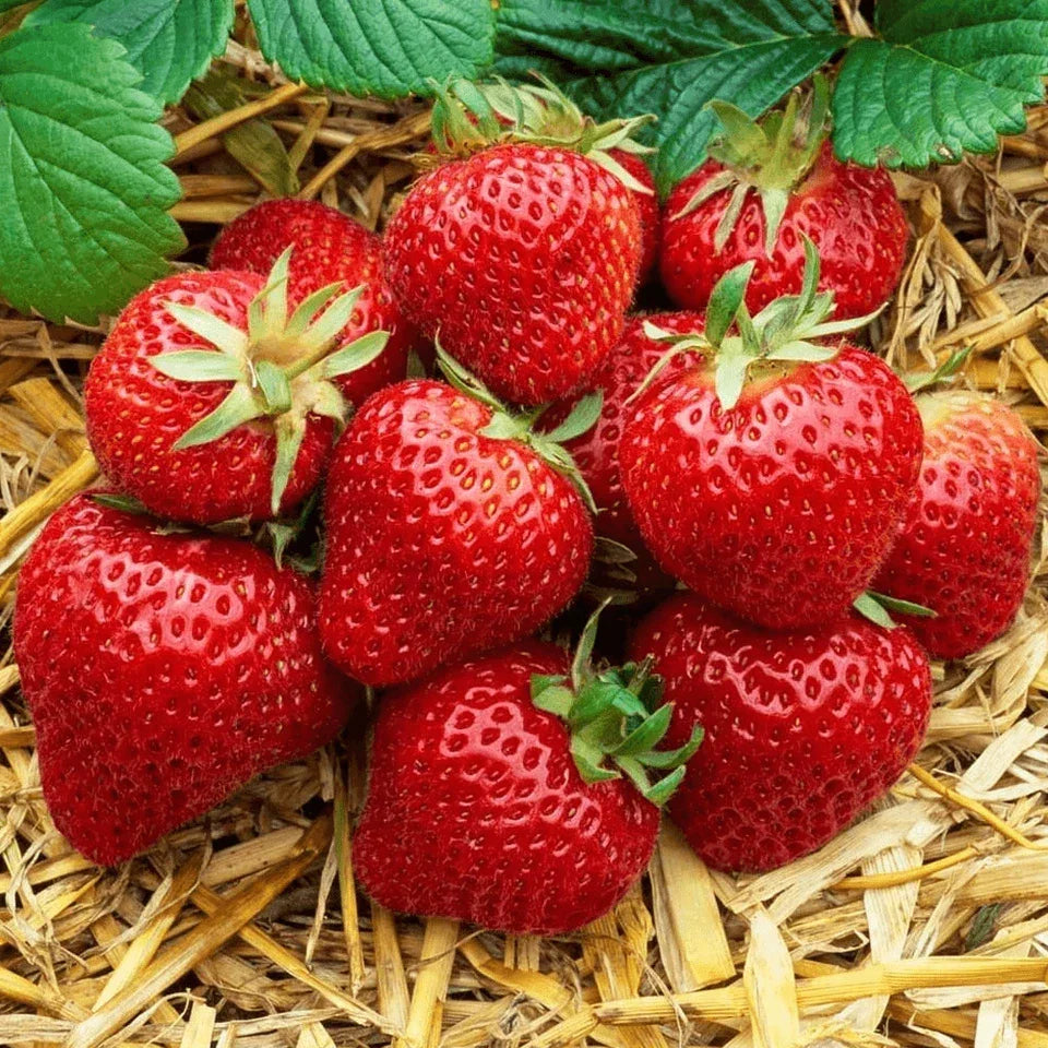 Strawberry Honeoye Fruit Plants - Hardy Garden Bushes in 9cm Pots — alternate product view 6