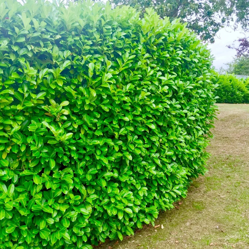 60 Cherry Laurel Hedging 2-3ft Evergreen Plants Bare Root Multi Stem A+ Grade — alternate product view 2