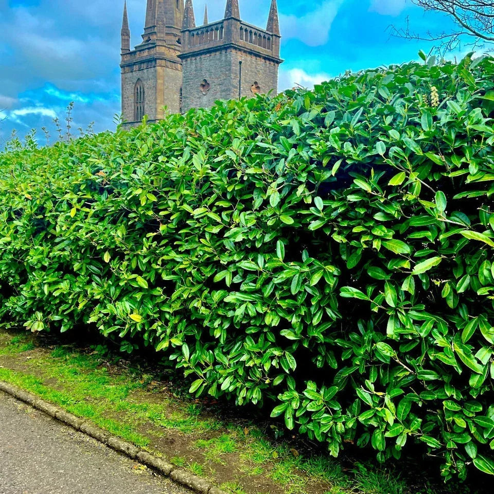 10 Cherry Laurel Hedging Plants 30-50cm Tall Potted — alternate product view 2