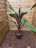 Ensete ventricosum Maurelii - Red Abyssinian Banana - Plant in 5 L Pot — main product view
