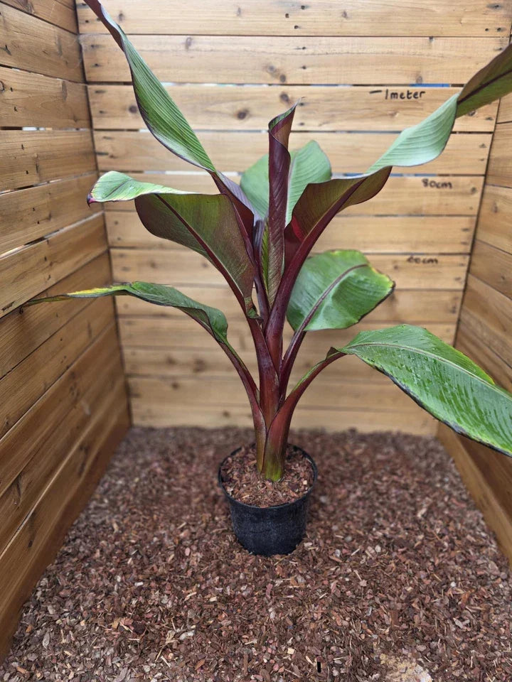 Ensete ventricosum Maurelii - Red Abyssinian Banana - Plant in 5 L Pot — main product view