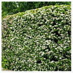 10x Hawthorn Hedging Plants, Wildlife Friendly 2-3ft In 1L Pot, Hawthorne Hedges — alternate product view 3
