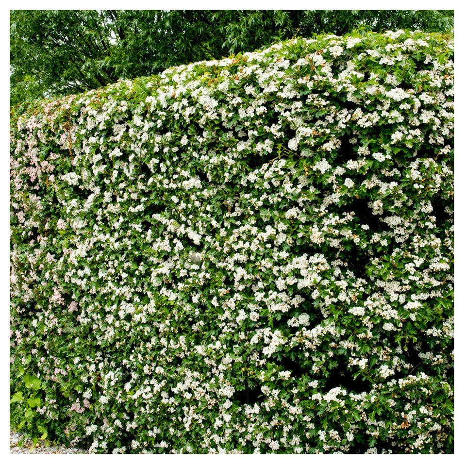 10x Hawthorn Hedging Plants, Wildlife Friendly 2-3ft In 1L Pot, Hawthorne Hedges — alternate product view 3