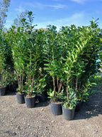 6ft 4x Cherry Laurel Hedging Plants Evergreen Amazing Quality 180cm 20L Pots — alternate product view 2
