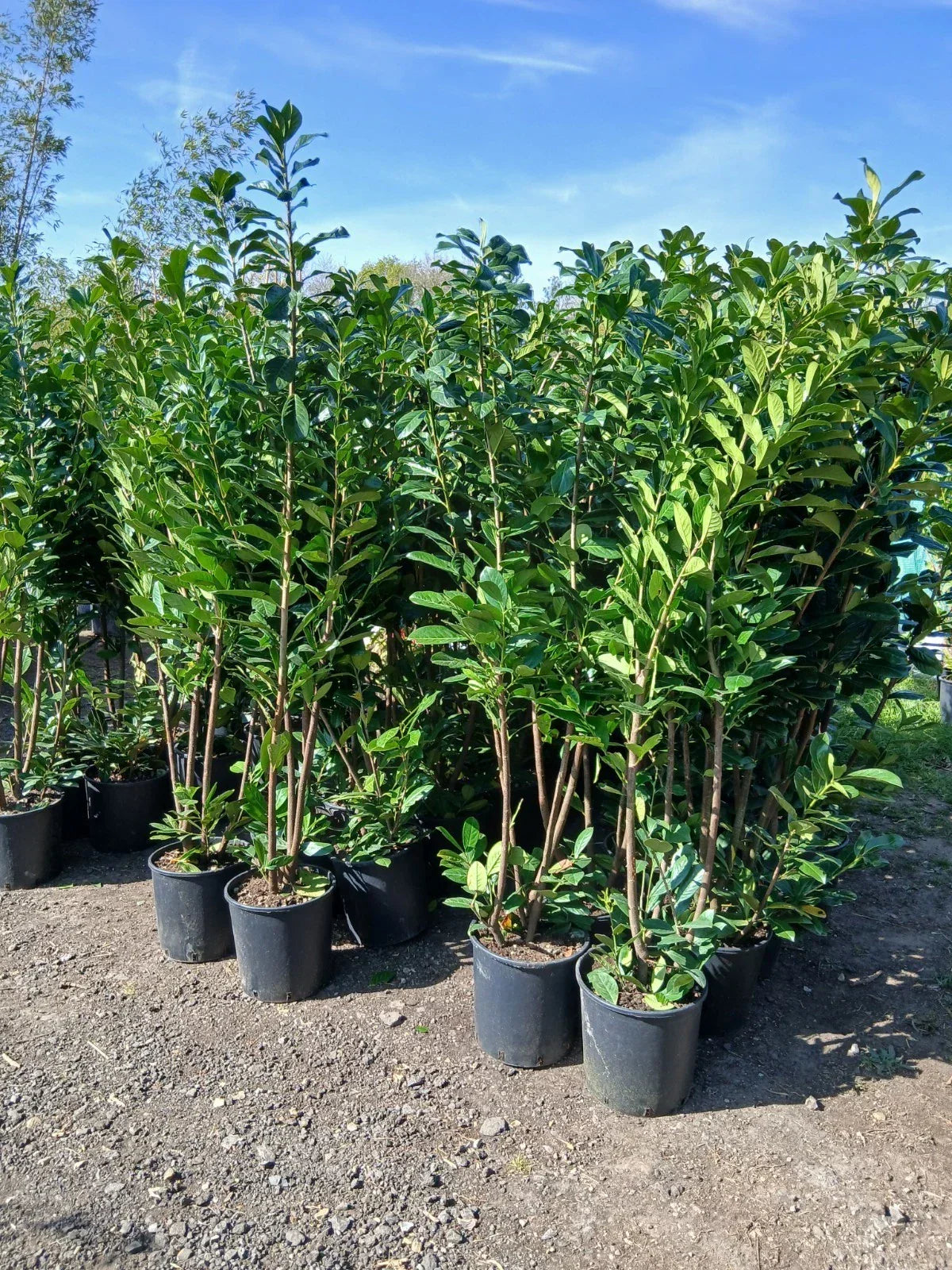 6ft 4x Cherry Laurel Hedging Plants Evergreen Amazing Quality 180cm 20L Pots — alternate product view 2
