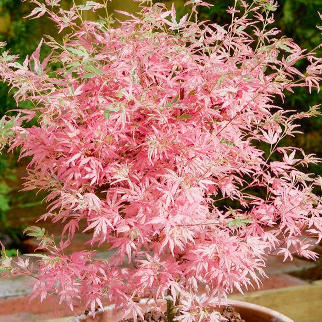 Acer palmatum Taylor - Japanese Maple — Large Outdoor Garden Ready Tree in Pot — alternate product view 3