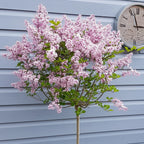 Standard Lilac Trees, 2 x Syringa Palibin, Double Flowering, 90-120cm, 3L Pots — alternate product view 4