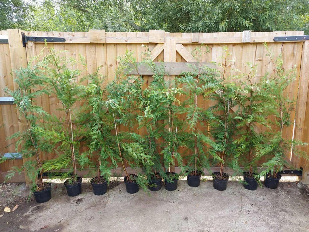 leylandii evergreen hedging 30 x 5-6ft plants 5L potted — alternate product view 2