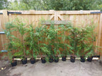 leylandii evergreen hedging 30 x 5-6ft plants 5L potted — alternate product view 2