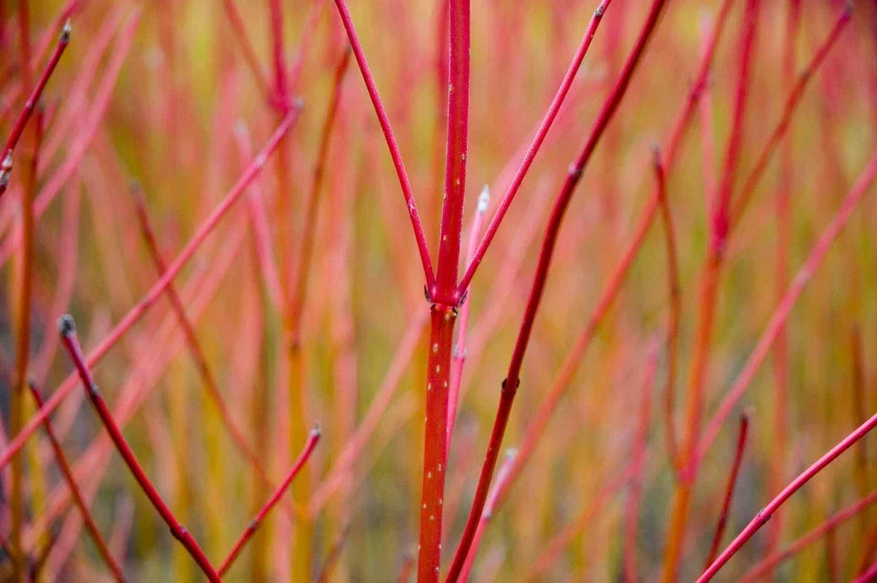 10 Red Dogwood 2-3ft Hedging Plants, Beautiful Red Bark Cornus Alba Sibirica — alternate product view 5
