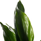 Cast Iron Plant Aspidistra Elatior Indoor House Plants Evergreen Tall Exotic — alternate product view 3