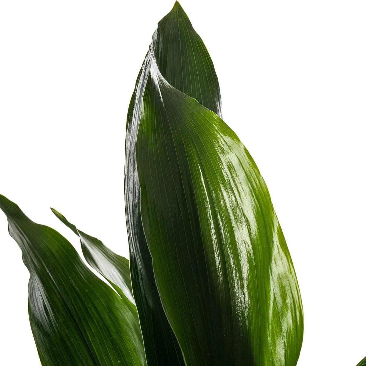 Cast Iron Plant Aspidistra Elatior Indoor House Plants Evergreen Tall Exotic — alternate product view 3