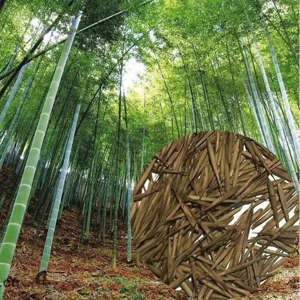 Giant Moso Bamboo Seeds, Phyllostachys Pubescens Edulis — main product view