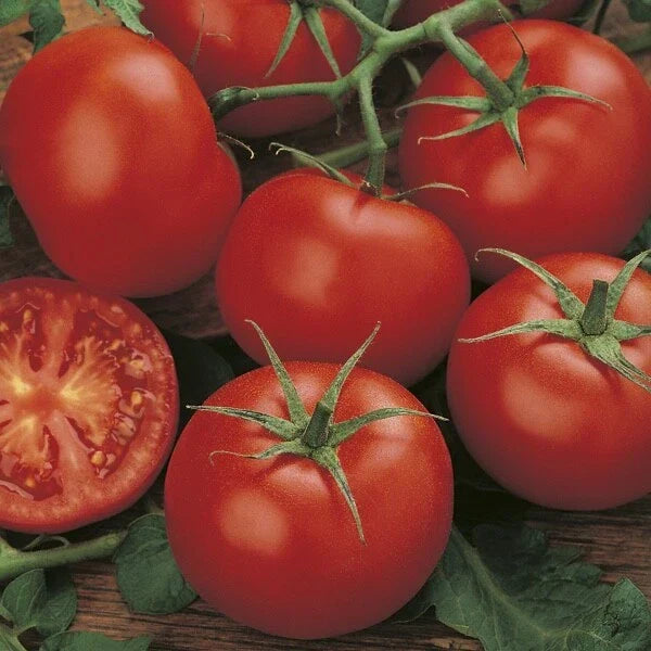 3 × Tomato ‘Moneymaker’ Plug Plants – READY NOW! — alternate product view 2