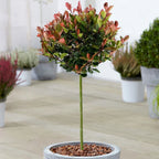 Photinia 'Little Red Robin' Standard Tree 70-80cm — alternate product view 2