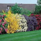5X Mixed Established Garden Shrubs - High Quality Potted Hardy Garden Plants — alternate product view 2