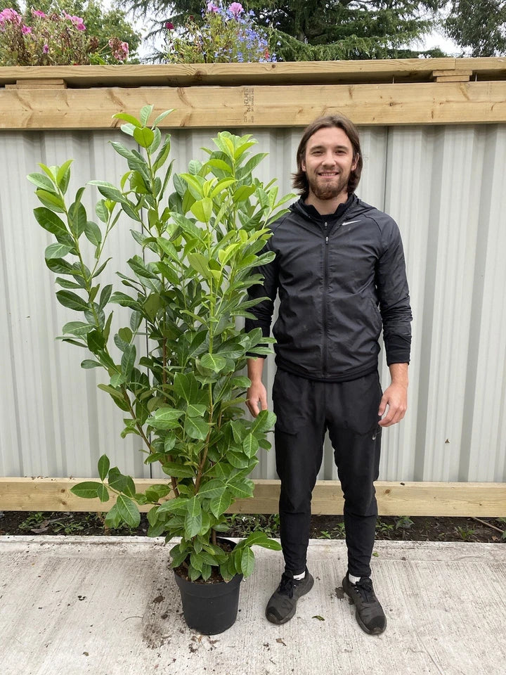 10 x 5-6ft Potted Cherry Laurel Hedge Plants (Multi-Buy Offers Available) — main product view