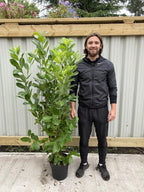 10 x 5-6ft Potted Cherry Laurel Hedge Plants (Multi-Buy Offers Available) — main product view