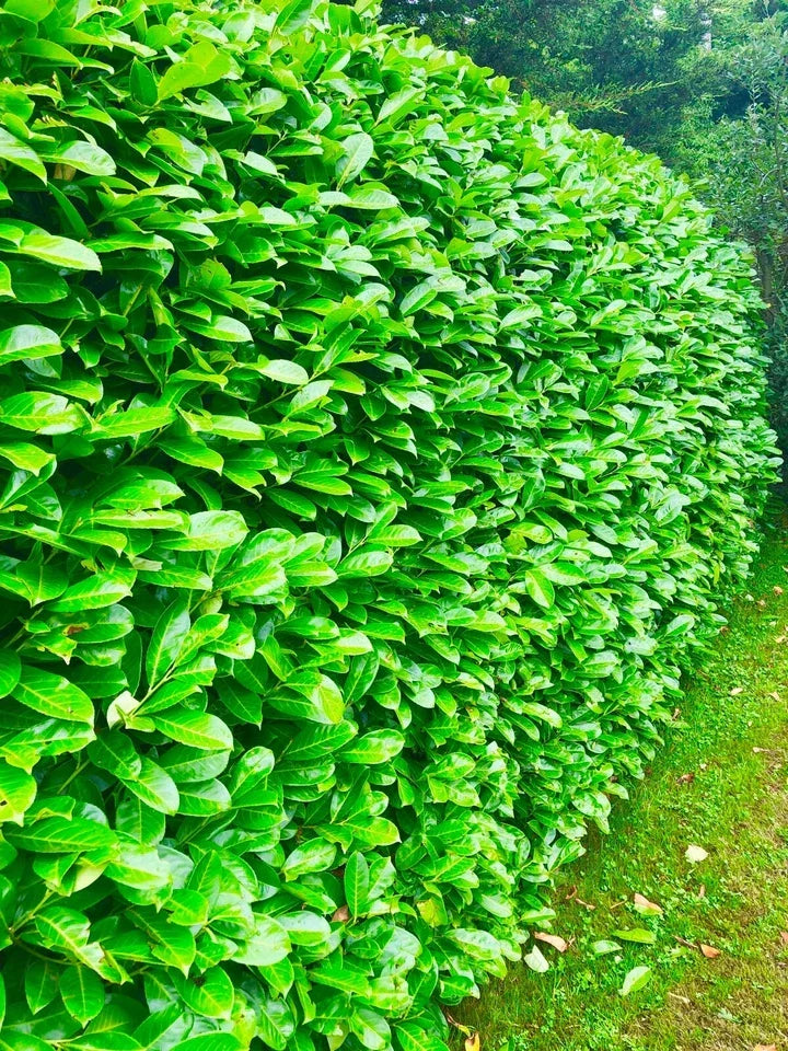 10 Large 3-4ft Cherry Laurel Evergreen Hedging Trees in 3L Pots — alternate product view 4