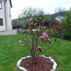 Pair Of Magnolia Betty Deciduous Hardy Garden Shrub Fuchsia Pink Flowers in 9cm Pot — alternate product view 5
