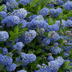 Ceanothus Victoria California Lilac Tree – 70–80 cm — alternate product view 4