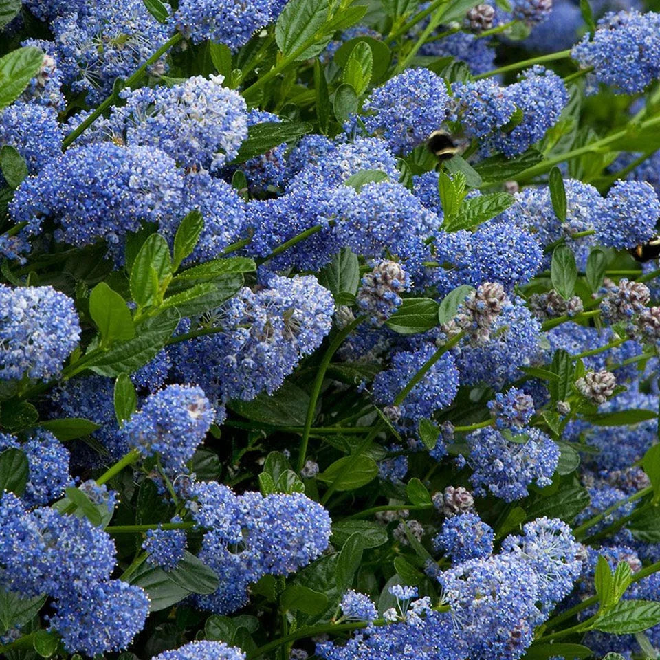 Ceanothus Victoria California Lilac Tree – 70–80 cm — alternate product view 4