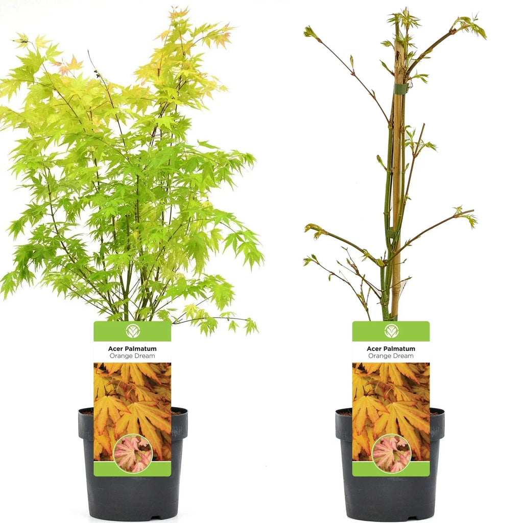 Acer palmatum 'Orange Dream' — Japanese Maple Deciduous Garden Plant Tree In Pot — alternate product view 5