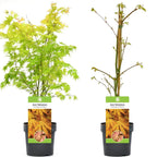 Acer palmatum 'Orange Dream' — Japanese Maple Deciduous Garden Plant Tree In Pot — alternate product view 5