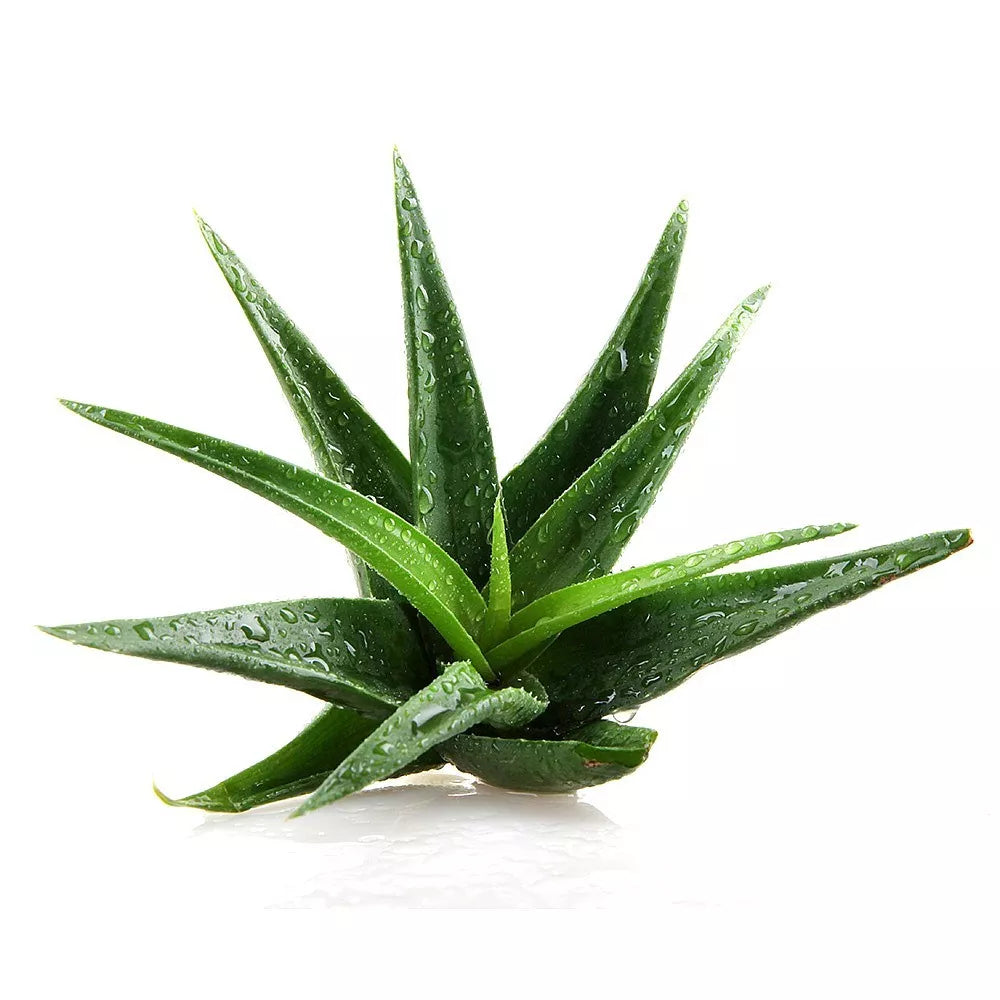 ALOE VERA Viable Seeds - Medicinal Plant - UK Stock — on a clean white background