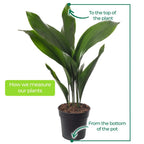 Cast Iron Plant Aspidistra Elatior Indoor House Plants Evergreen Tall Exotic — alternate product view 6