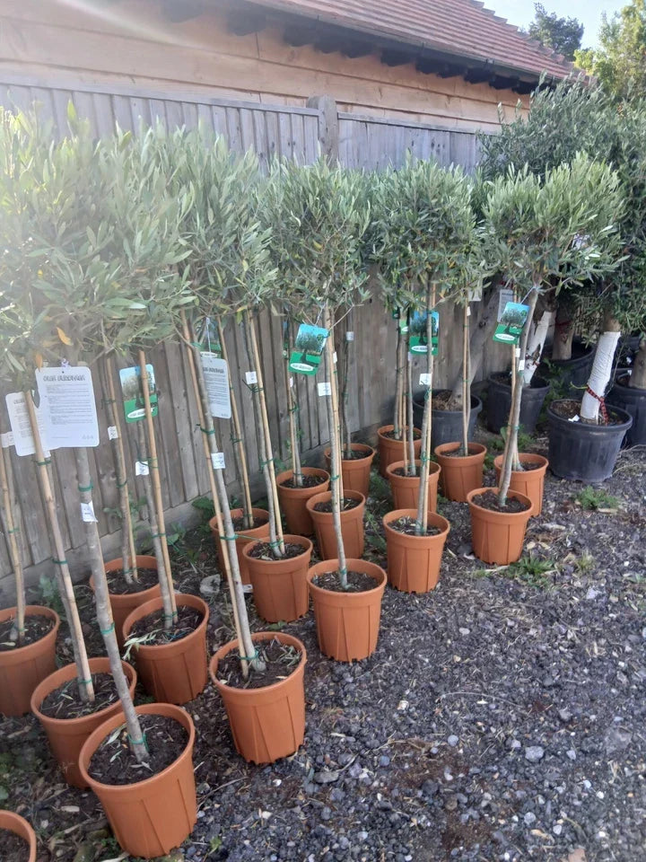A pair of Standard Olive Trees approx.90cm inc.pot — alternate product view 4