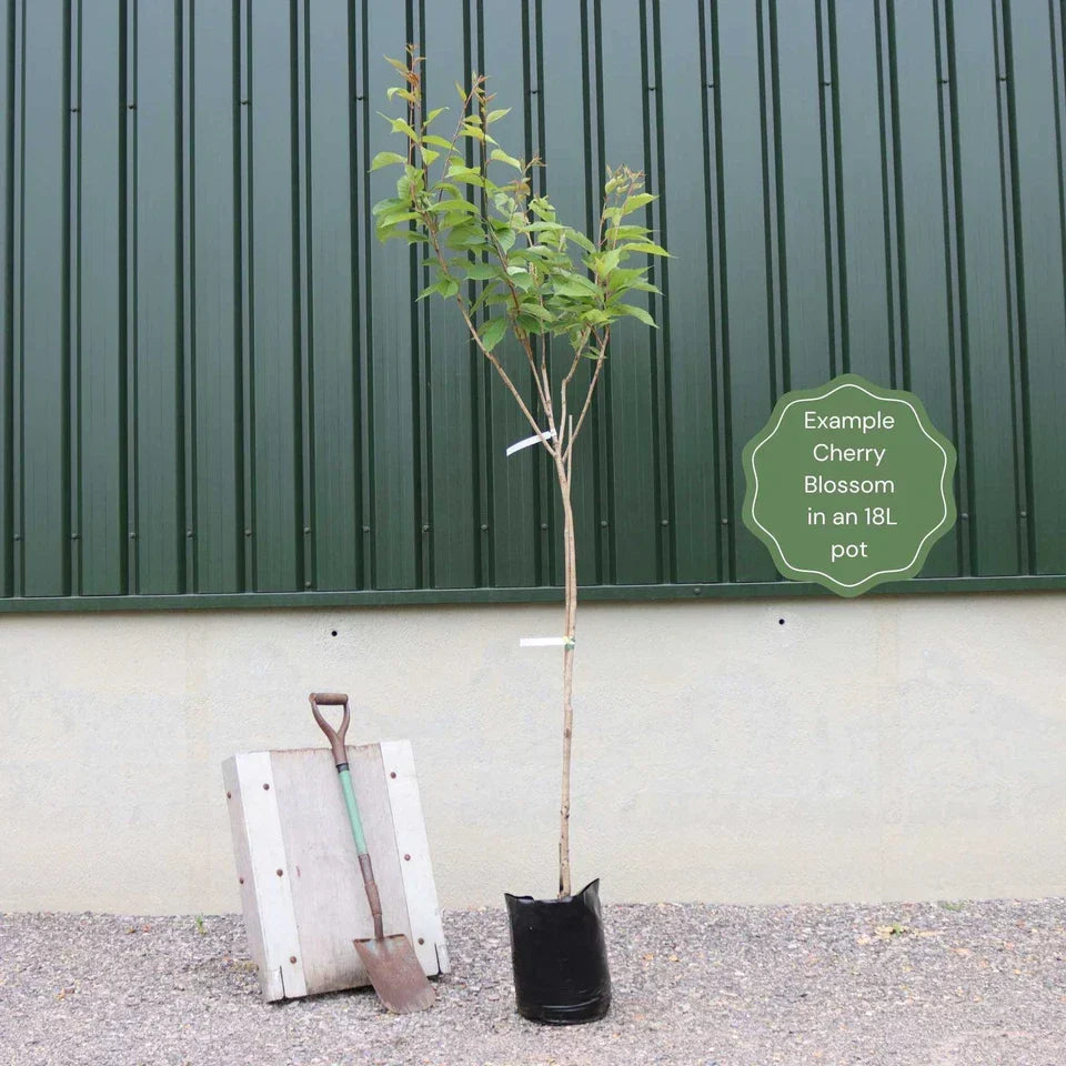 Prunus serrulata Kanzan Japanese Cherry Blossom Tree Ornamental Garden plant (4-5ft,9L Pot) — alternate product view 7
