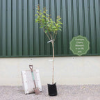 Prunus serrulata Kanzan Japanese Cherry Blossom Tree Ornamental Garden plant (4-5ft,9L Pot) — alternate product view 7
