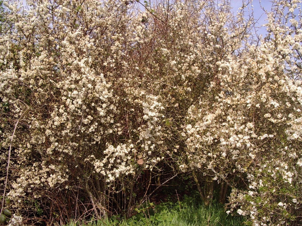 25 Blackthorn Hedging 2-3ft, Prunus Spinosa,Native Flowering Sloe Berry Hedge — alternate product view 5