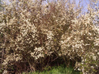 25 Blackthorn Hedging 2-3ft, Prunus Spinosa,Native Flowering Sloe Berry Hedge — alternate product view 5