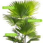 Livistona Fan Palm Large Indoor Tropical House Plant Real Evergreen Tall Plants — alternate product view 3