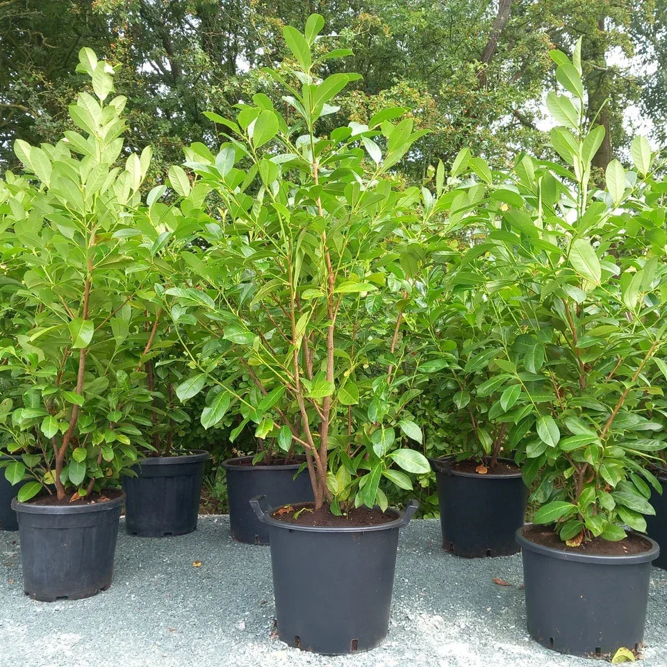 5x Laurel hedging plant 20/30l pot 130-150cm height — alternate product view 4