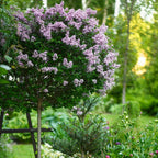 Standard Lilac Trees, 2 x Syringa Palibin, Double Flowering, 90-120cm, 3L Pots — alternate product view 3