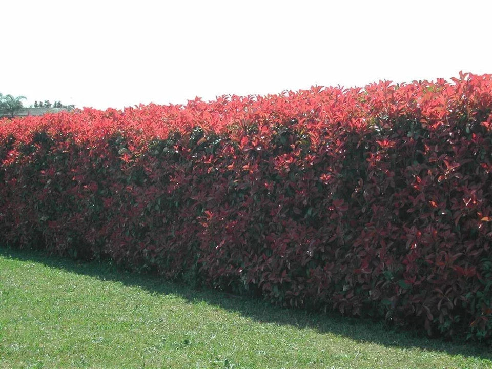 100 Red Robin Hedging Photinia Evergreen Plants Fast Growing 25-40cm Potted — alternate product view 6