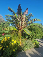 Ensete ventricosum Maurelii - Red Abyssinian Banana - Plant in 5 L Pot — alternate product view 2